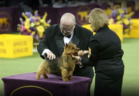 Westminster Dog Show 2024 live breed results, winners for every .